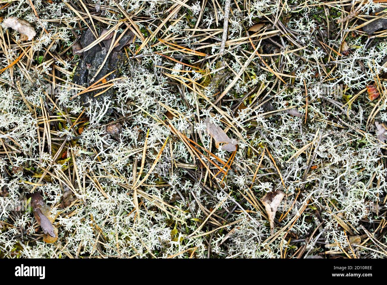 Natürliche Abdeckung von Moos und gefallen Kiefernnadeln in der Wald Stockfoto