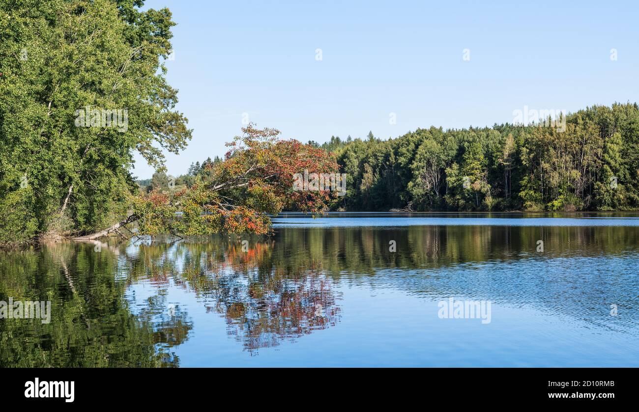 Herbstlandschaft von Teich mit gefallenen Baum über blau gekräuselten Oberfläche, grünen Wald am Ufer. Gemeine Buche mit spiegelnden roten Blättern auf glänzendem Wasser. Stockfoto