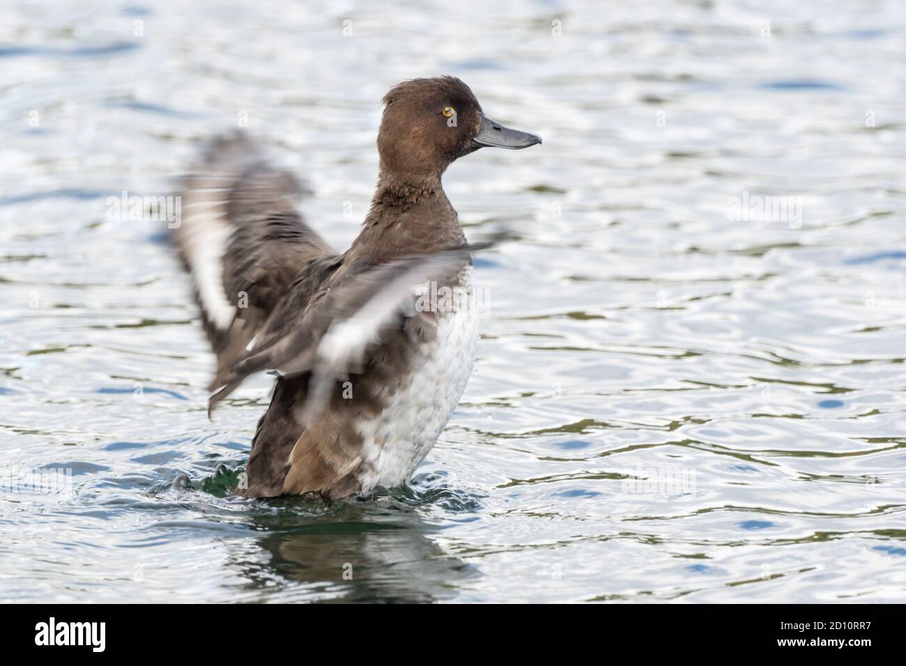 Weibchen tufted Ente (Aythya fuligula) flatternden Flügel auf Wasser, England Großbritannien. Bild außerhalb der Bildmitte, Drittel-Regel, Platz für Kopie, Platz für Kopie Stockfoto