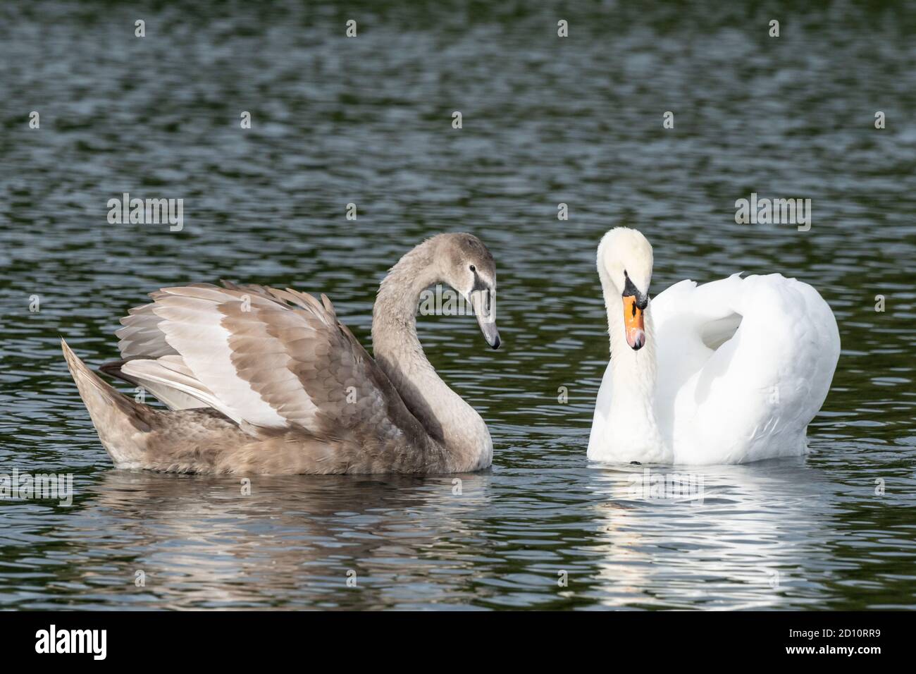 Ein junger oder jugendlicher stummer Schwan braun in Farbe nähert sich seiner Mutter, dem Stift, und zeigt Zuneigung zu ihr auf einem See, England Großbritannien. Cygnus olor, Begleiter Stockfoto