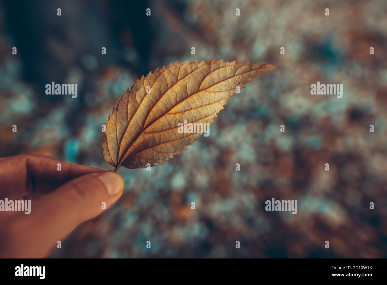 Nahaufnahme Foto eines trockenen Baumblattes in den Händen. „Change of Seasons“-Konzept. Der Herbst ist gekommen. Stockfoto