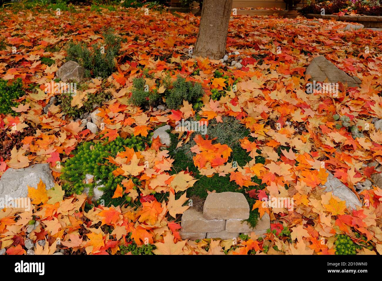 Orangefarbener, brauner und gelber Teppich aus gefallenen Ahornblättern im Herbst in einem Glebe-Garten, Ottawa, Ontario, Kanada. Stockfoto