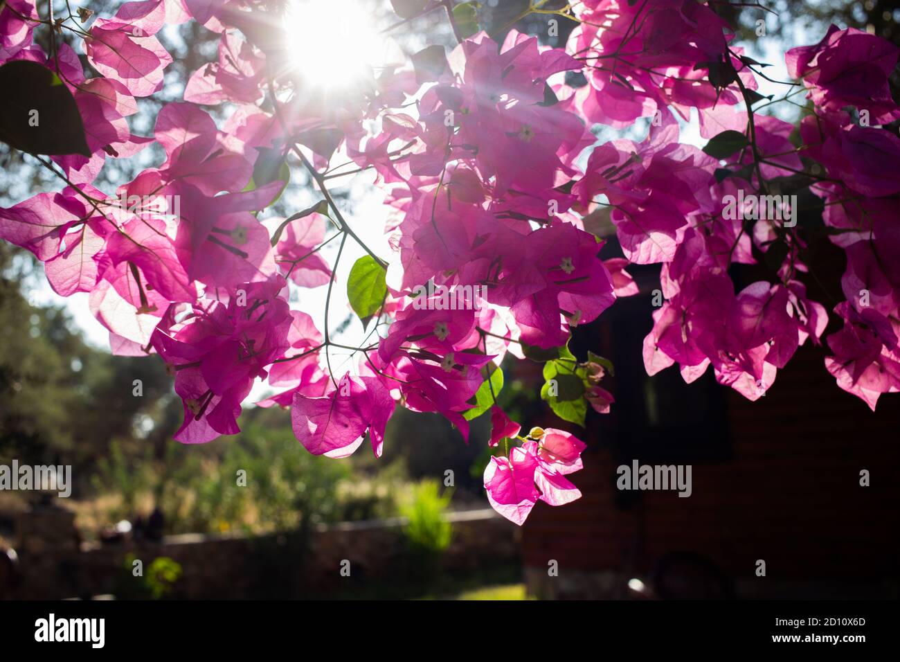 Rosa Bougainvillea mit Sonnenstrahlen in schönen Garten draußen. Stockfoto