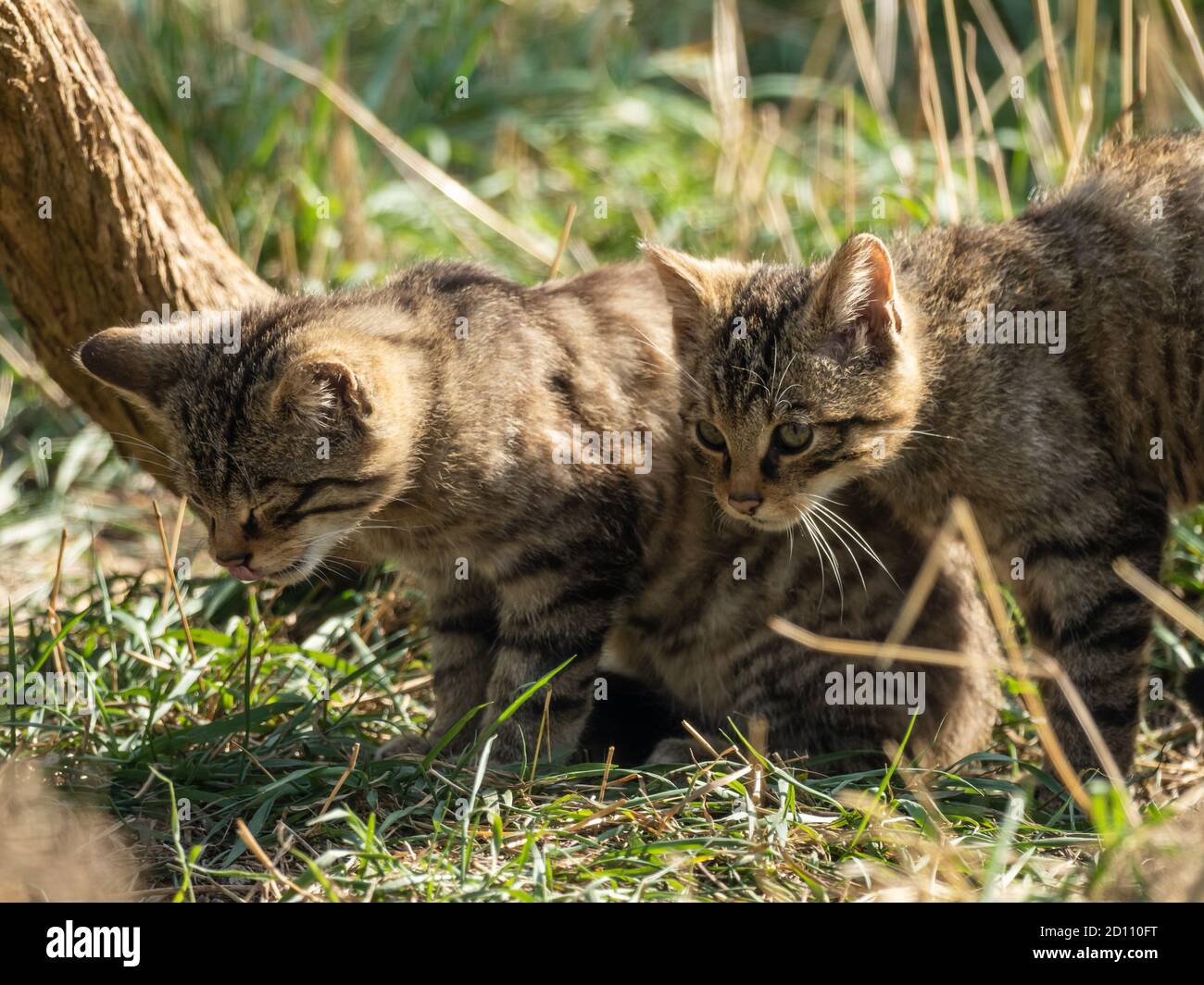 Paar junge schottische Wildkatzen Stockfoto