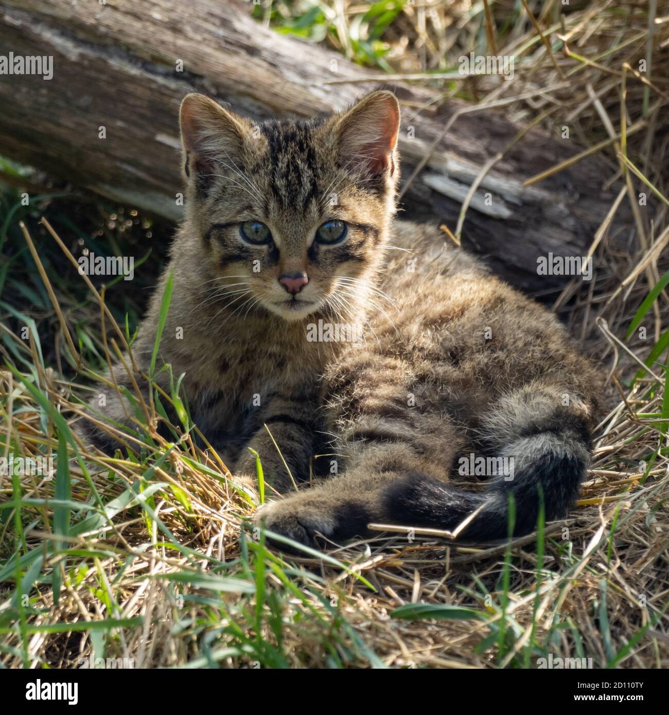 Schottische Wildkatze Kätzchen Stockfoto