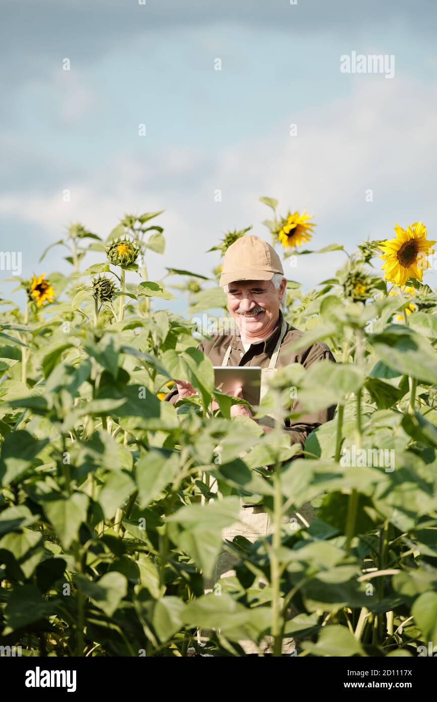 Fröhlicher männlicher Bauer, der im Sonnenblumenfeld steht und Touchpad benutzt Während der Arbeit Stockfoto