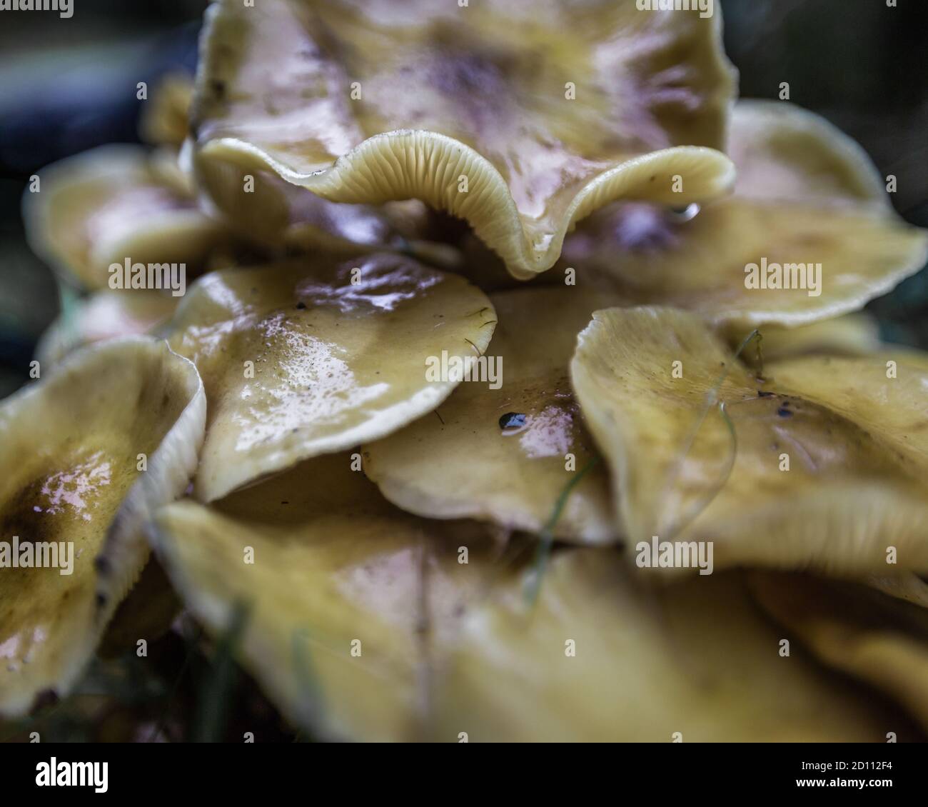 Makro Von Abstrakten Wilden Pilzen Stockfoto