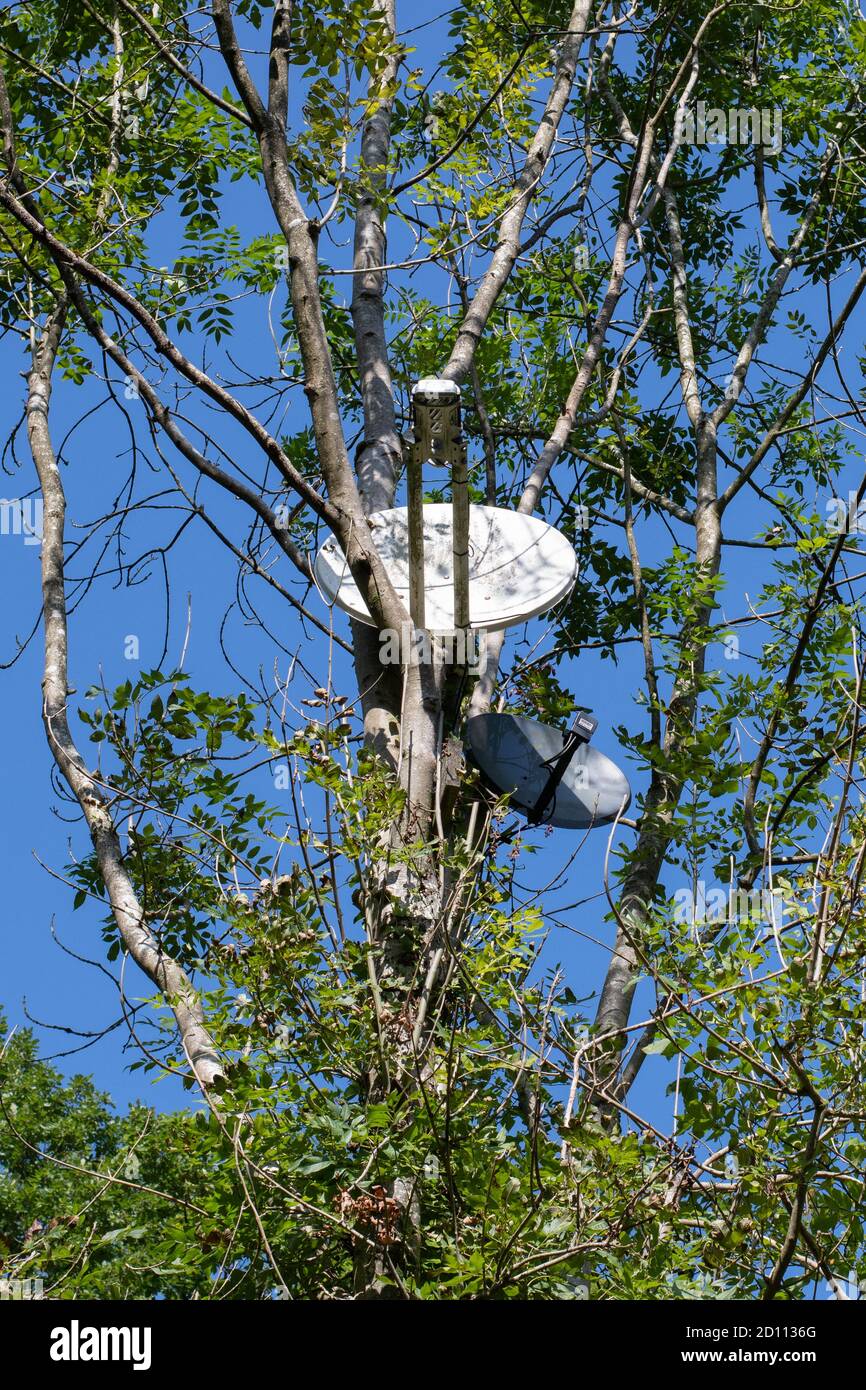Satellitenschüsseln in großen Baum - Großbritannien Stockfoto