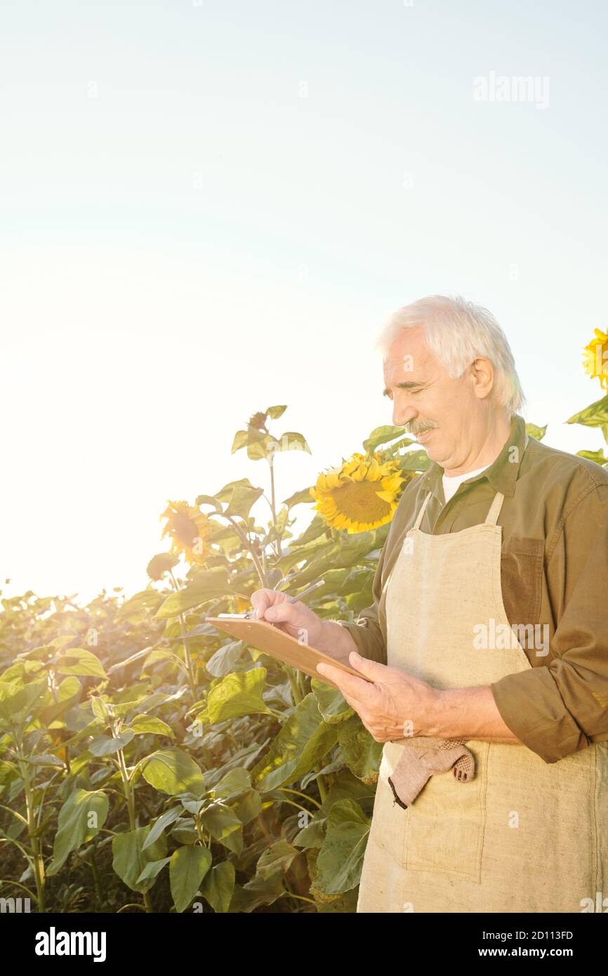 Zeitgemäßer älterer männlicher Bauer mit Schürze und Hemd, der Notizen macht Unter Sonnenblumen Stockfoto
