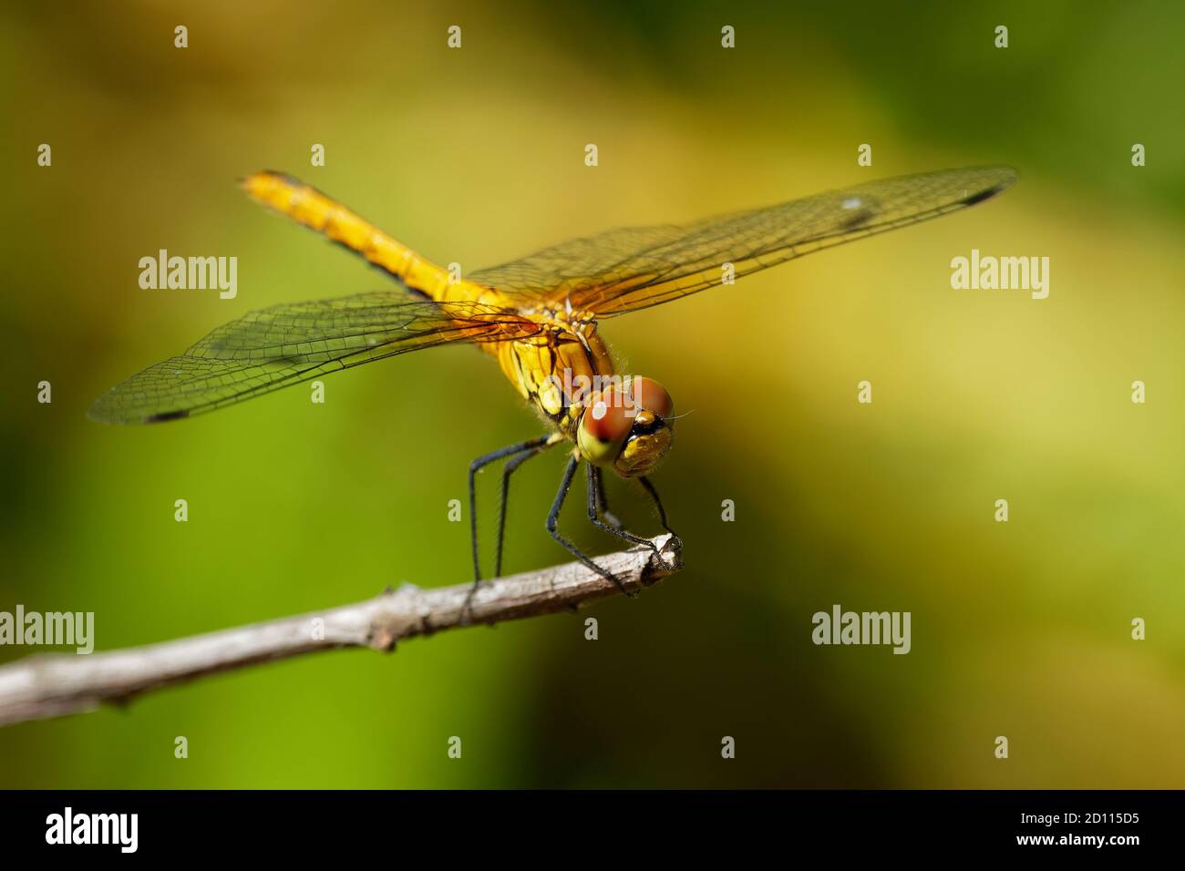 Ruddy Darter - Sympetrum sanguineum Arten von roten Libellulidae, die in gemäßigten Regionen in ganz Europa gefunden werden. Weiblich ist yello Stockfoto