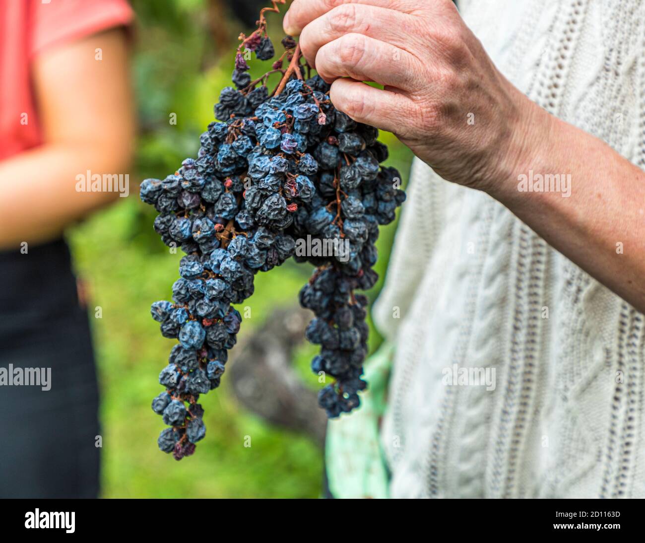 Weinlese im Tessin, Circolo di Balerna, Schweiz Stockfoto