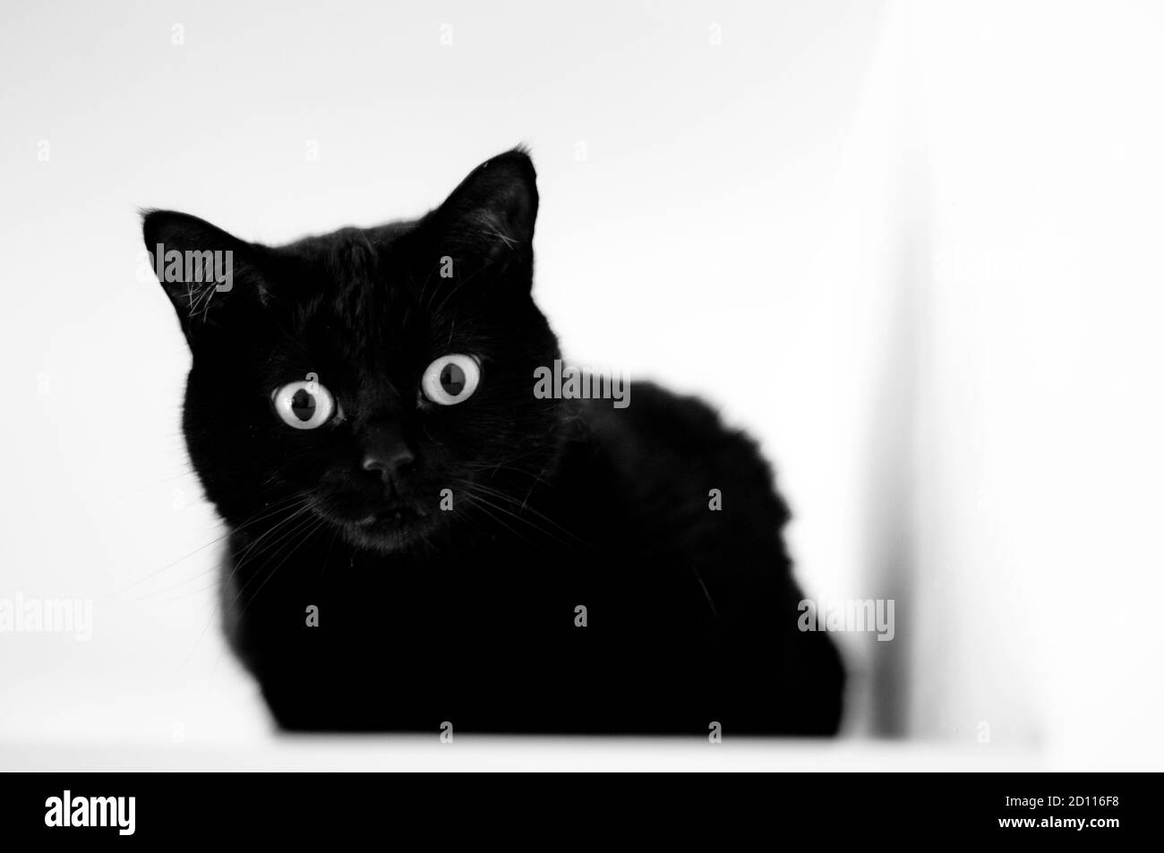 Schwarze Katze in schwarz / weiß Stockfoto