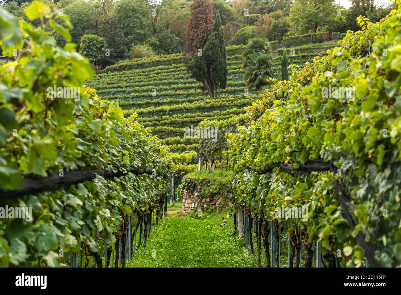 Die Reben von Tenuta San Giorgio. Ende September ist die Ernte bereits abgeschlossen und die Kellerarbeiten sind in vollem Gange, Circolo d'Agno, Schweiz Stockfoto