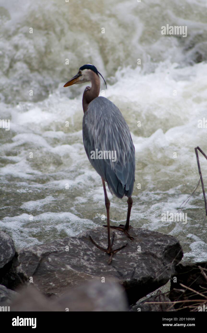 Reiher im Bach Stockfoto