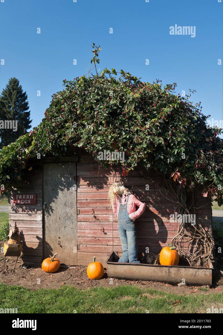 Ein Hühnerstall mit lebenden Pflanzen auf dem Dach dekoriert für Halloween  Stockfotografie - Alamy