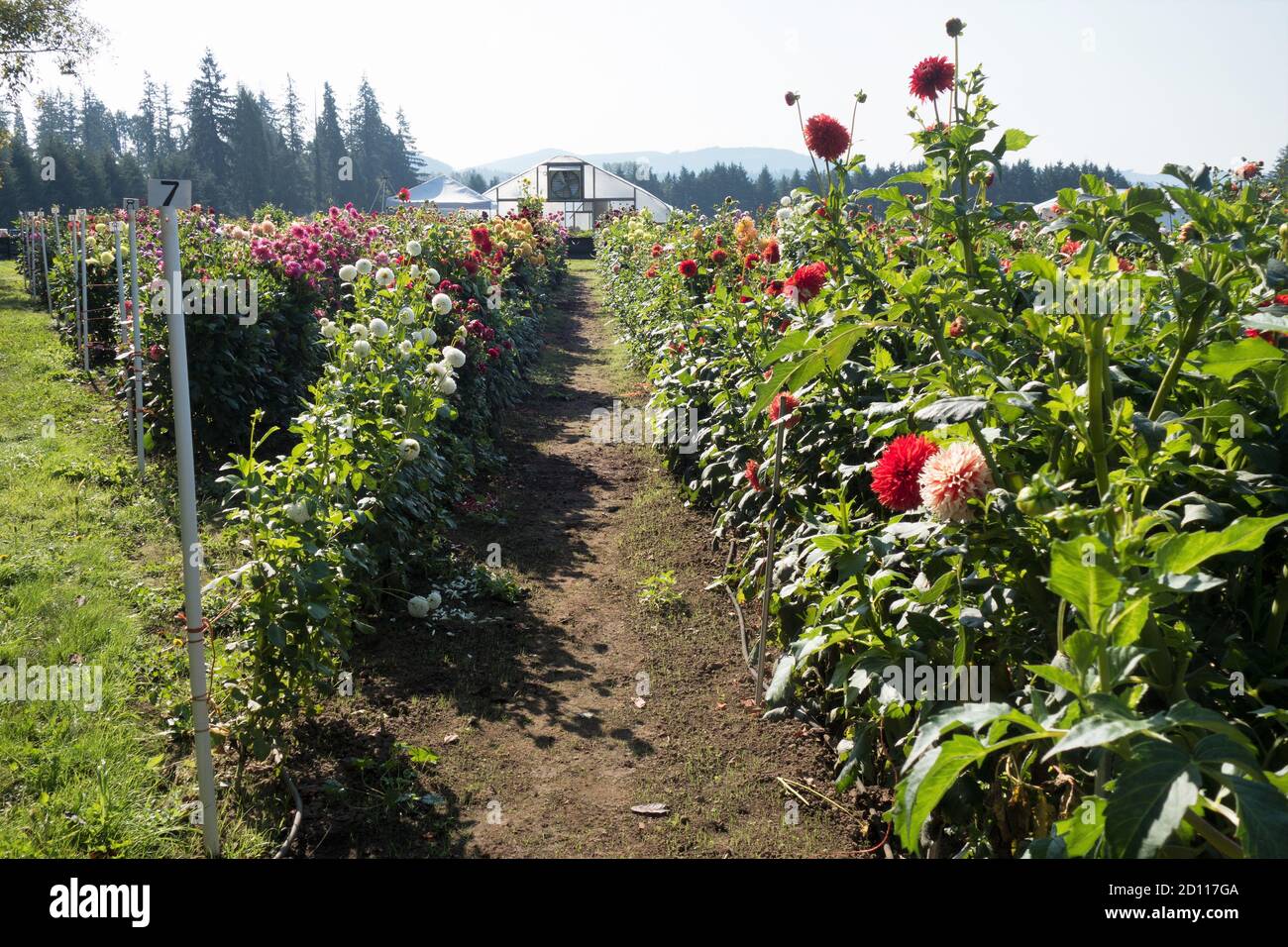 Eine kleine Dahlia Farm in Oregon, USA. Stockfoto