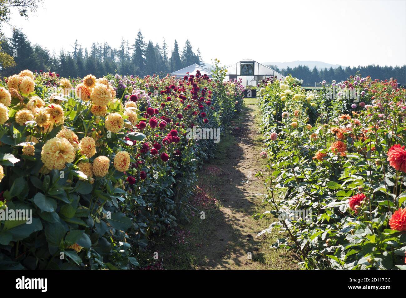 Eine kleine Dahlia Farm in Oregon, USA. Stockfoto