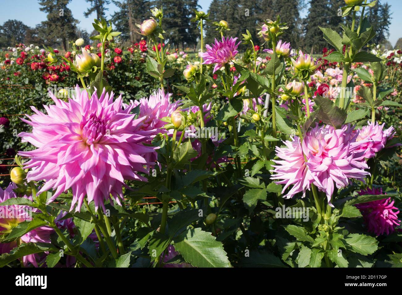 Eine kleine Dahlia Farm in Oregon, USA. Stockfoto