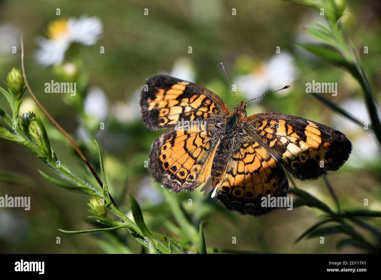 Ein hübscher Perlmutt-Halbmond-Schmetterling. Stockfoto