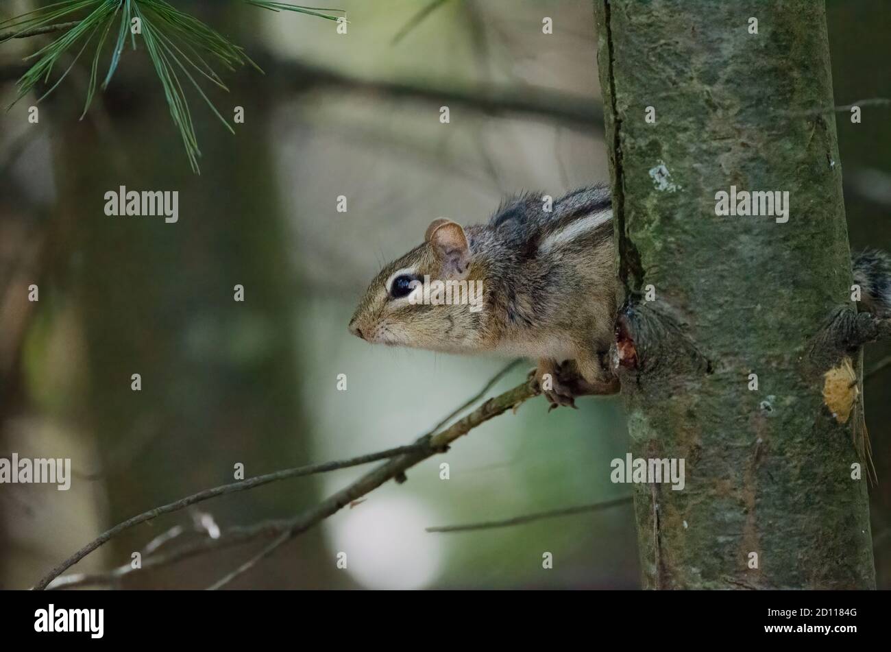 Östliche Chipmunks (Tamias striatus) Sind ein häufiger Anblick in Parks und Wäldern im Osten Nordamerika Stockfoto