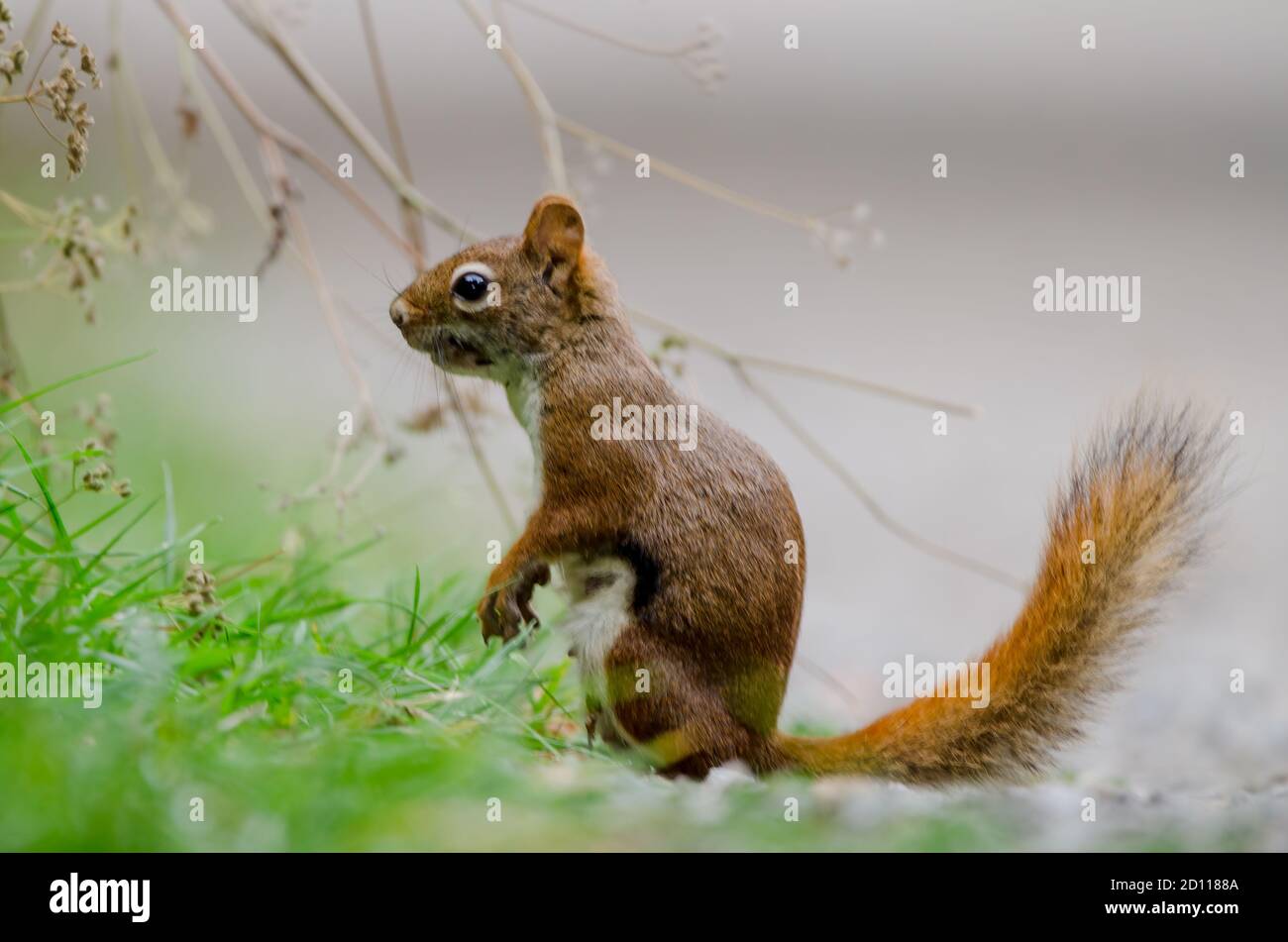American Red Squirrel (Tamiasciurus hudsonicus) Auch bekannt als Teh Pine Squirrel oder Chickaree oder Hudson's Bay Squirrel Stockfoto