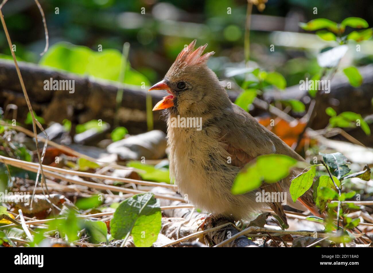 Ein weiblicher Nördlicher Kardinal (Cardinalis cardinalis) dieser mittelgroße singvogel kommt häufig in Wäldern und Gärten im Osten Nordamerikas vor. Stockfoto