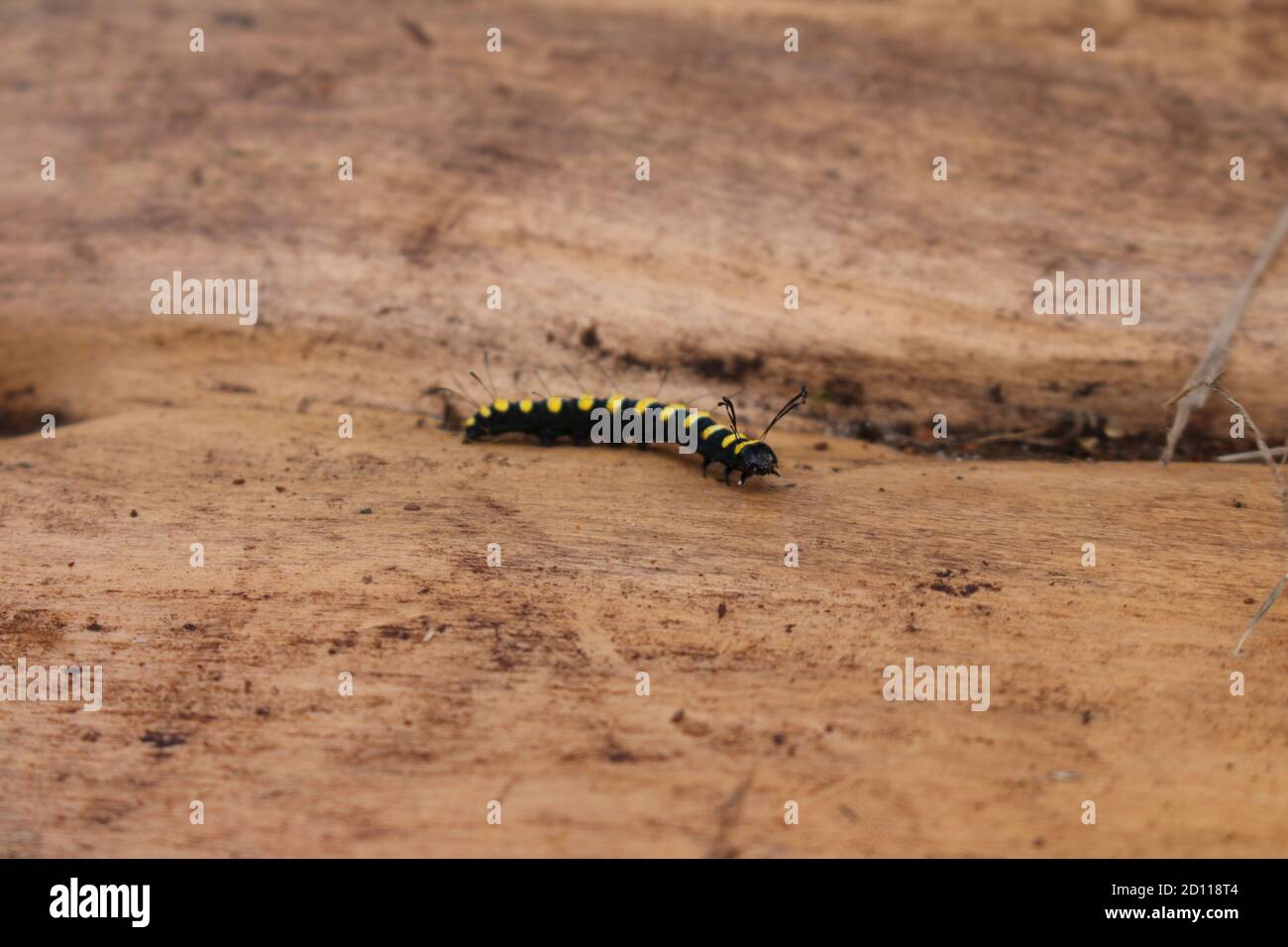 Erle Raupe kriecht über Baumstamm, in Harcourt Arboretum, Oxfordshire, England, Großbritannien Stockfoto