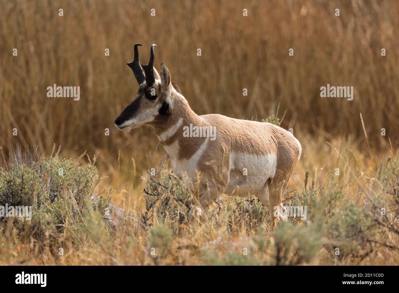 Ein Pronghorn-Buck, Antilocapra americana, im Lamar Valley im Yellowstone National Park in Wyoming. Ein UNESCO-Weltkulturerbe-Zentrum und Biosphäre Re Stockfoto