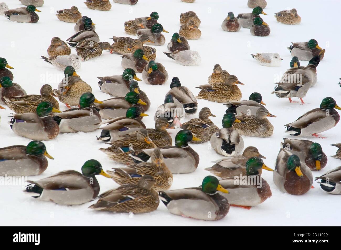 Herde von männlichen und weiblichen Mallard Enten sammeln sich während Schnee Sturm Port Huron Michigan Stockfoto