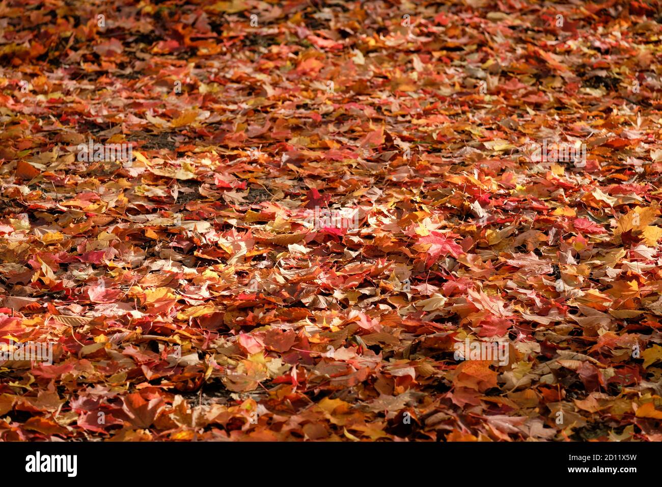 Waldboden voll bedeckt mit Ahornblättern in orange und roten Herbstfarben. Stockfoto