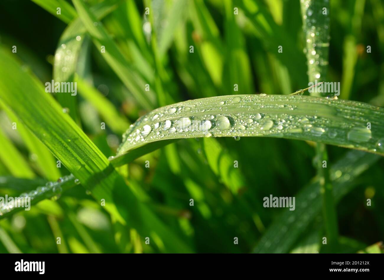 Tautropfen auf dem Blatt Stockfoto