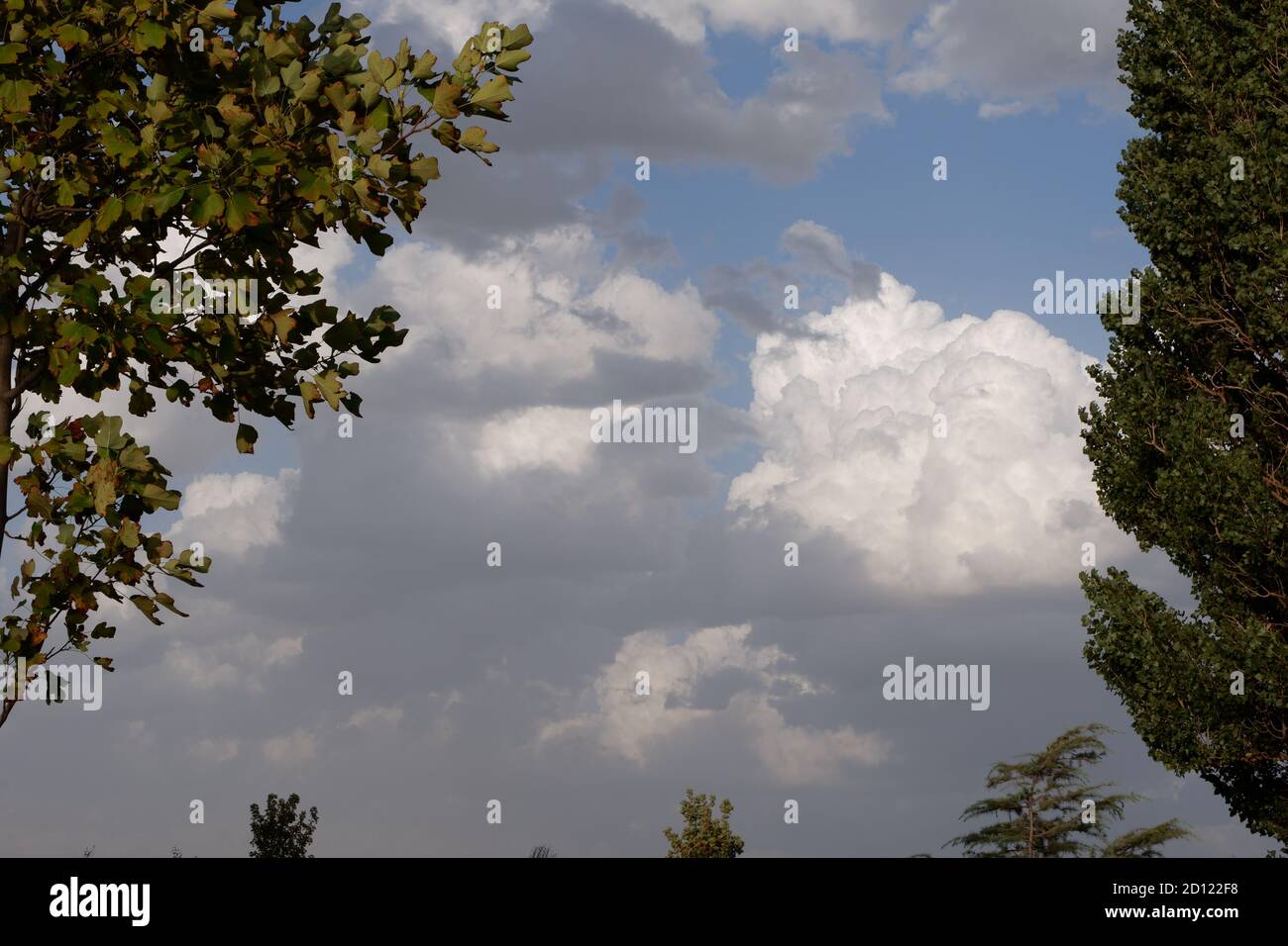 Blick auf den wolkigen Himmel zwischen Bäumen Stockfoto