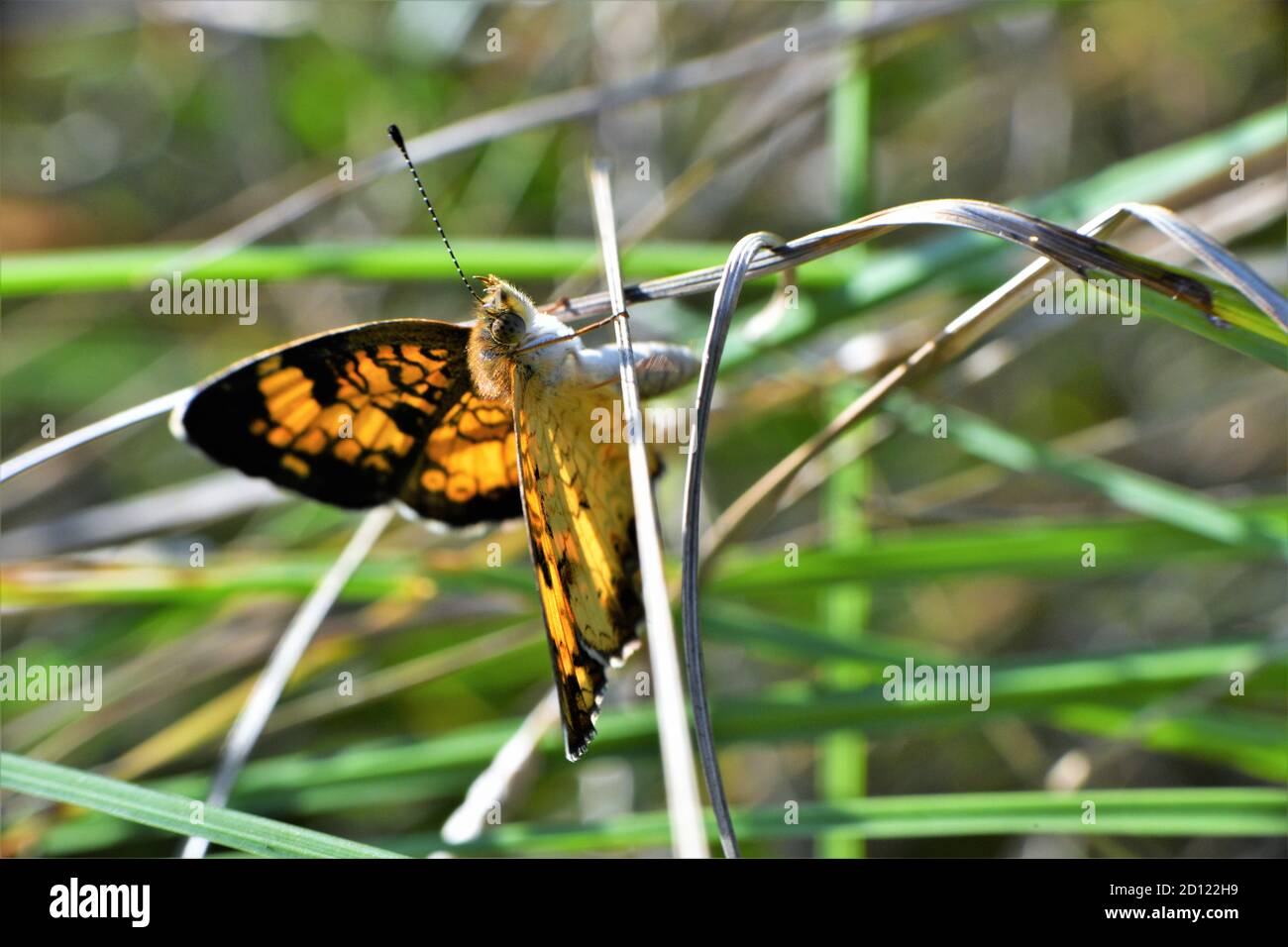 Ein hübscher Perlmutt-Halbmond-Schmetterling. Stockfoto