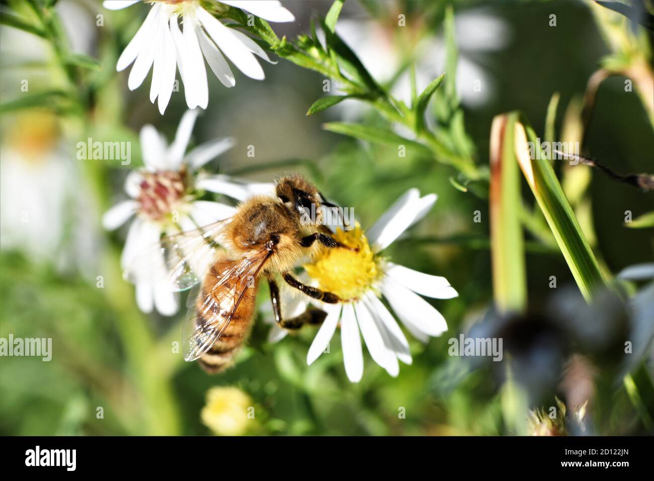 Eine Honigbiene auf einer wilden Gänseblümchen. Stockfoto