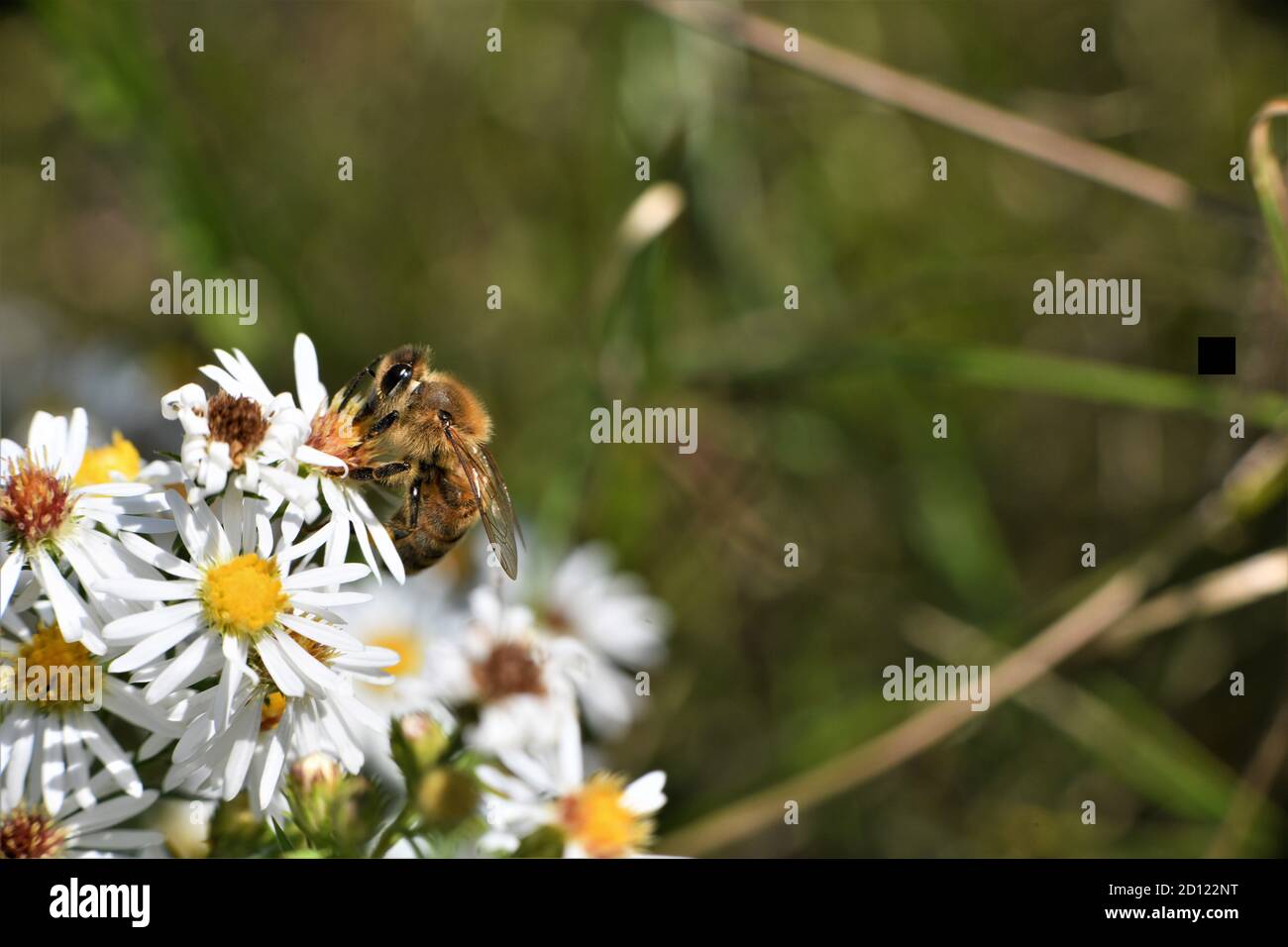 Eine Honigbiene auf einer wilden Gänseblümchen. Stockfoto