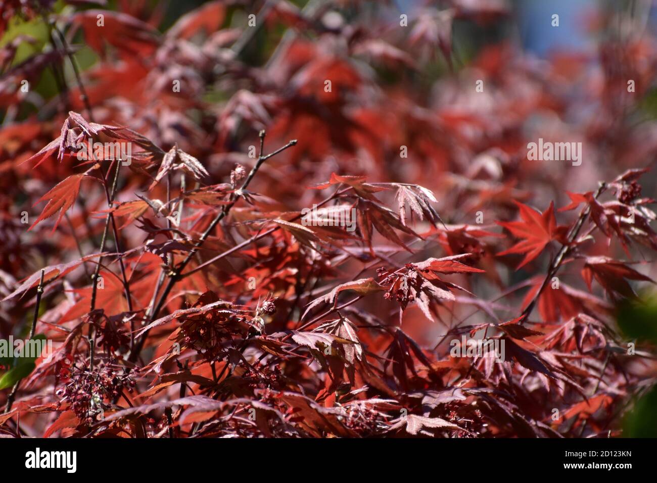 Herbst um die Ecke Stockfoto