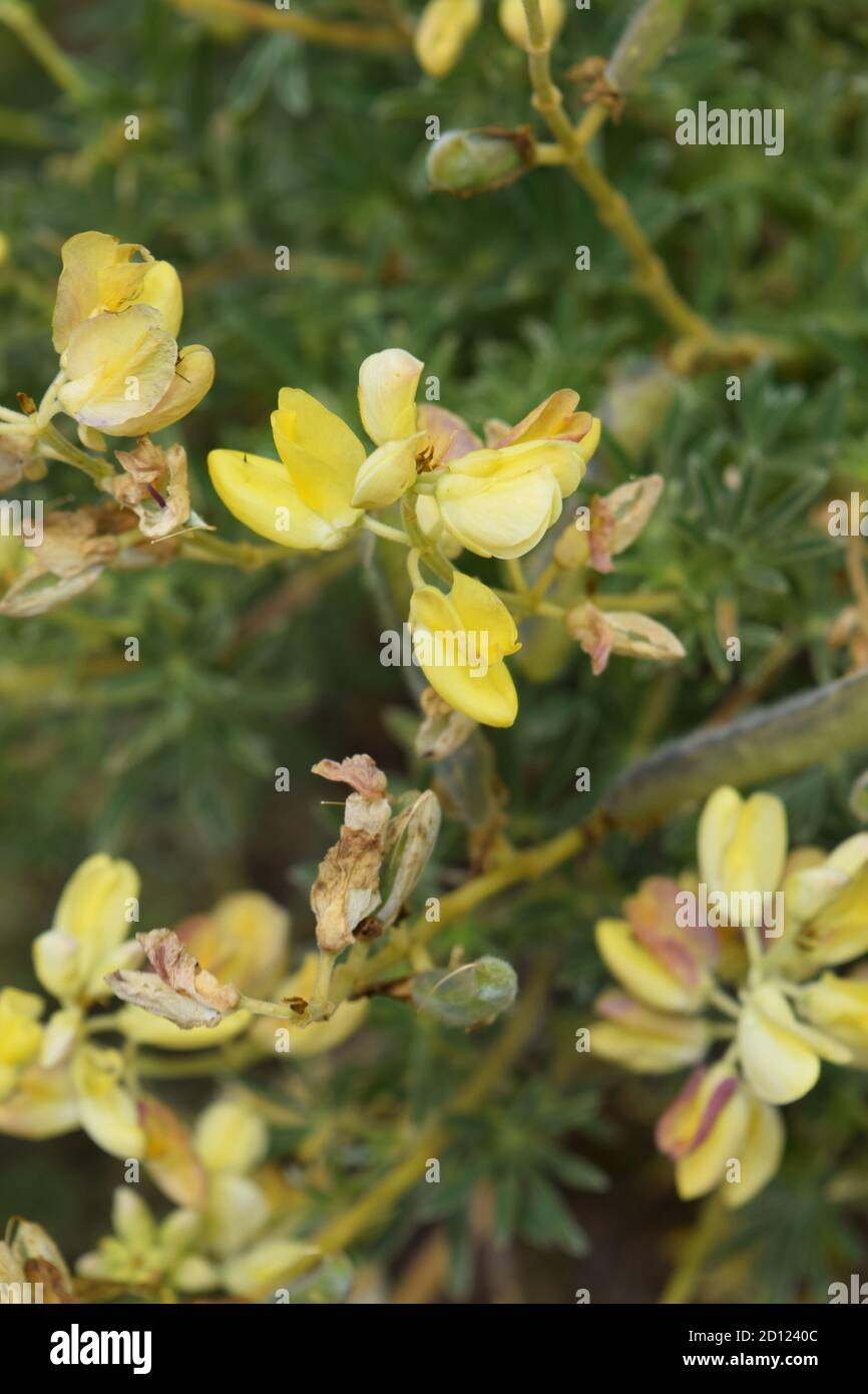 Baumlupine (lupinus arboreus) blüht. Stockfoto