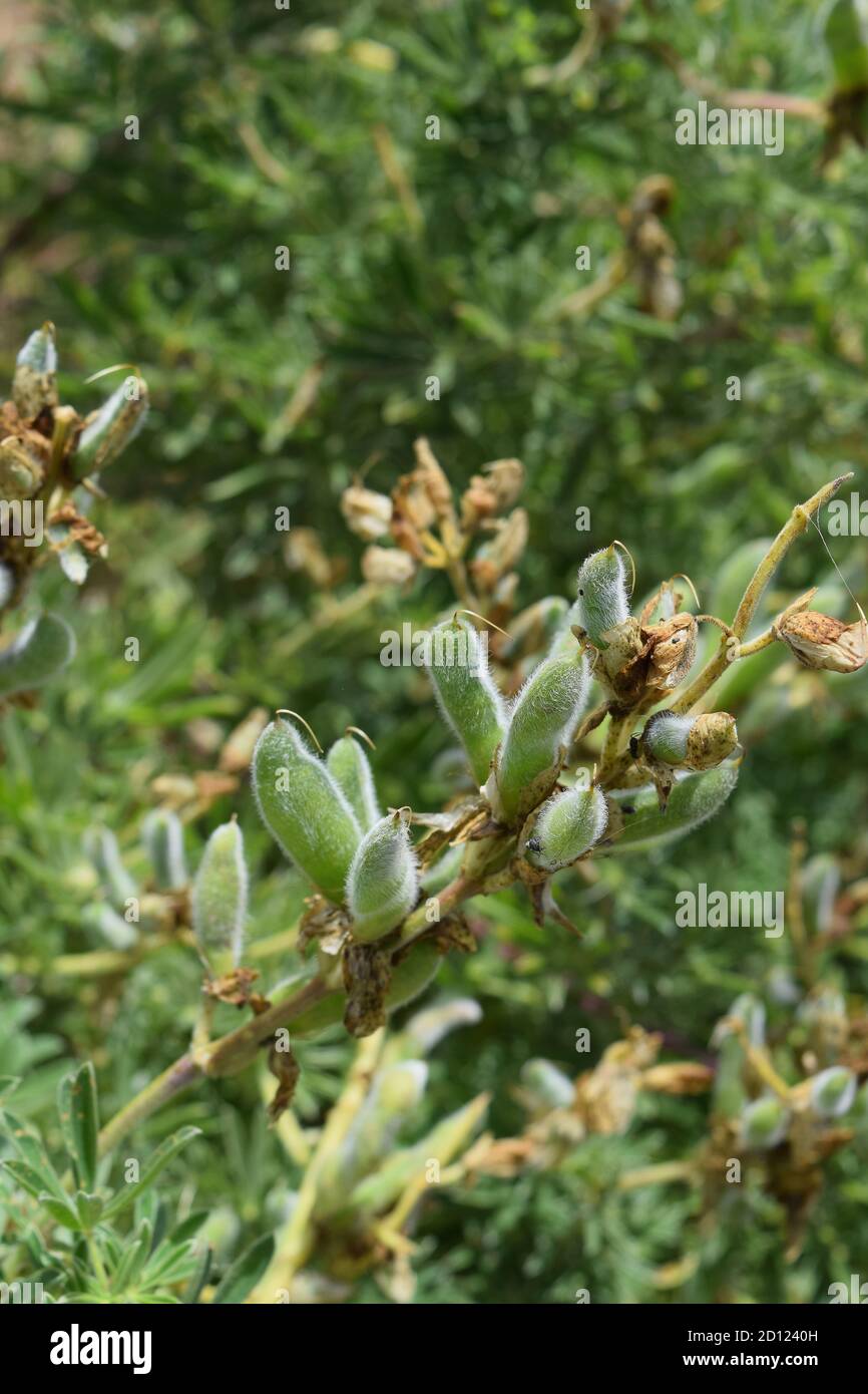 Baumlupin (lupinus arboreus) Samenschoten. Stockfoto