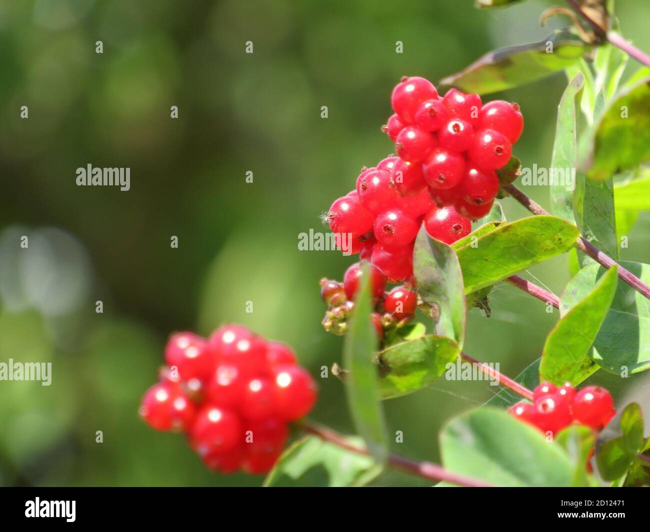 Nahaufnahme von roten Beeren auf einem Honeysuckle Blumenstrauch Mit weichem Hintergrund Stockfoto