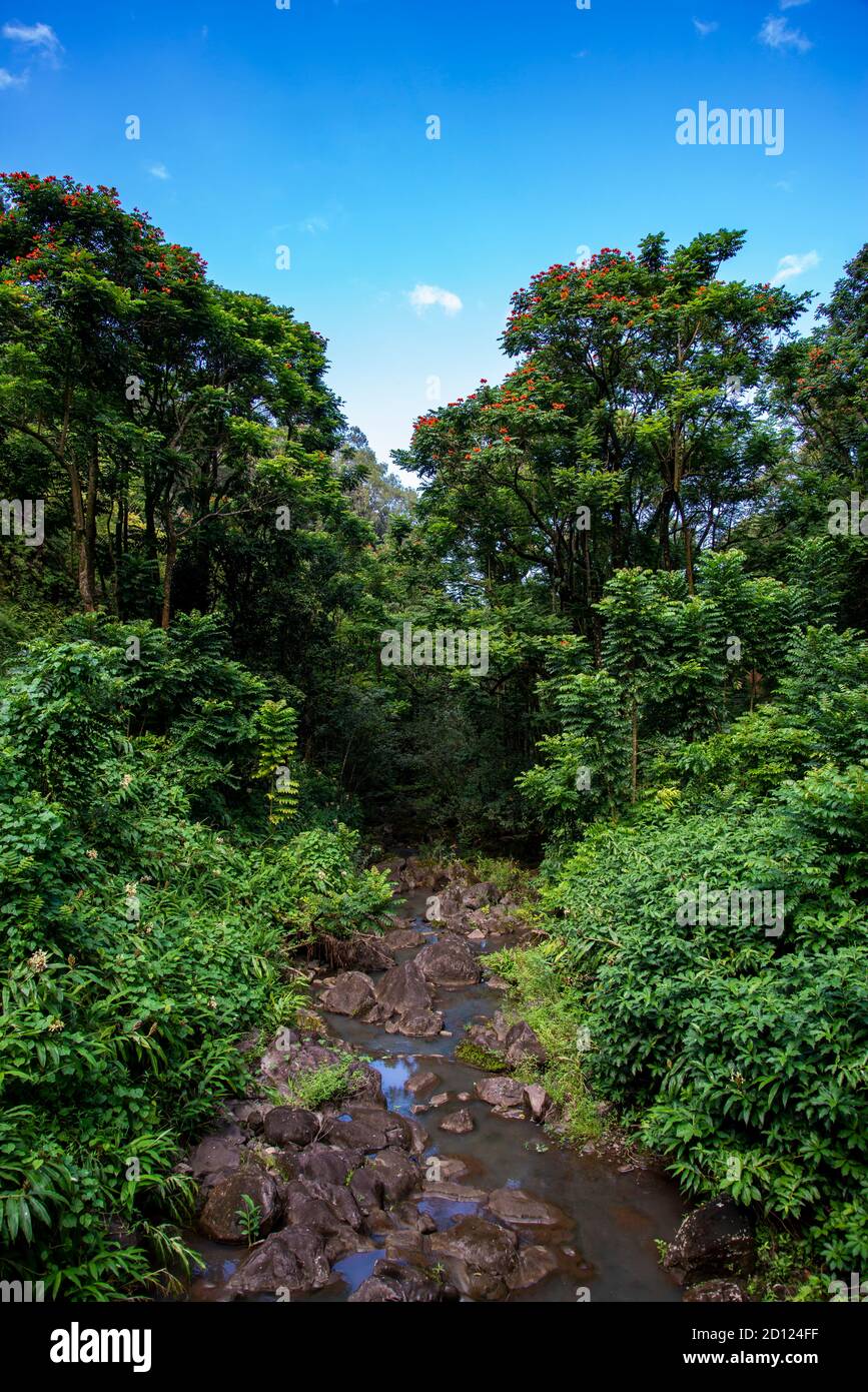 Maui, Hawaii. Schöne landschaftliche Aussicht auf das üppige Grün der Wälder von Hawaii mit Strom fließt durch sie. Stockfoto