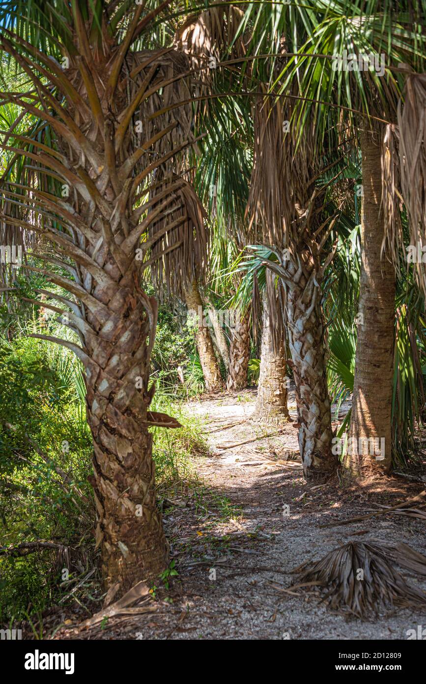 Palmen entlang eines Pfades am See im Kathryn Abbey Hanna Park, einem Park am Meer in Jacksonville, Florida. (USA) Stockfoto