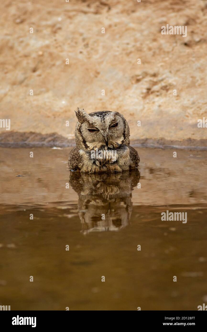 indische Scheule Eule oder Otus bakkamoena Nahaufnahme mit Reflexion in Wasser in der Nähe Wasserloch bei jhalana Waldreservat jaipur rajasthan indien Stockfoto