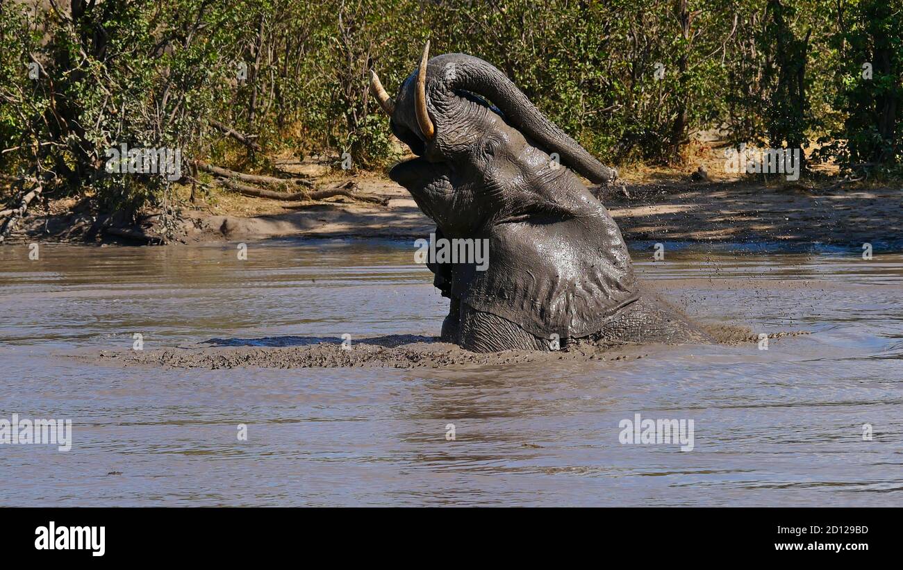 Ein einziger afrikanischer Elefant (loxodonta) genießt ein Schlammbad in einem Wasserloch und besprüht Schlamm mit seinem Rüssel im Moremi Game Reserve bei Maun. Stockfoto
