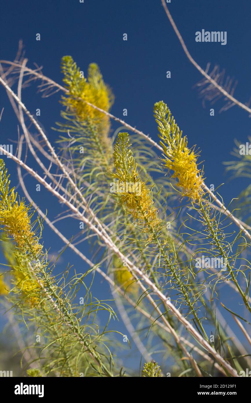Gelbe Raceme Blütenstände, Princes Plume, Stanleya Pinnata, Brassicaceae, einheimischer Unterstrauch, Joshua Tree National Park, South Mojave Desert, Sommer. Stockfoto