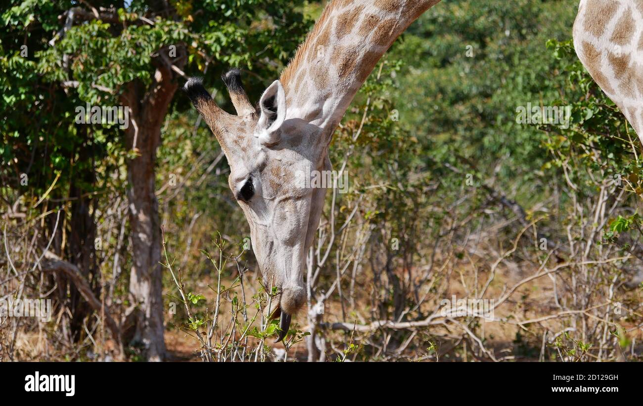Grasende angolanische Giraffe (Giraffa camelopardalis angolensis, namibische Giraffe) pflückt ein grünes Blatt mit seiner Zunge im Chobe National Park, Botswana. Stockfoto