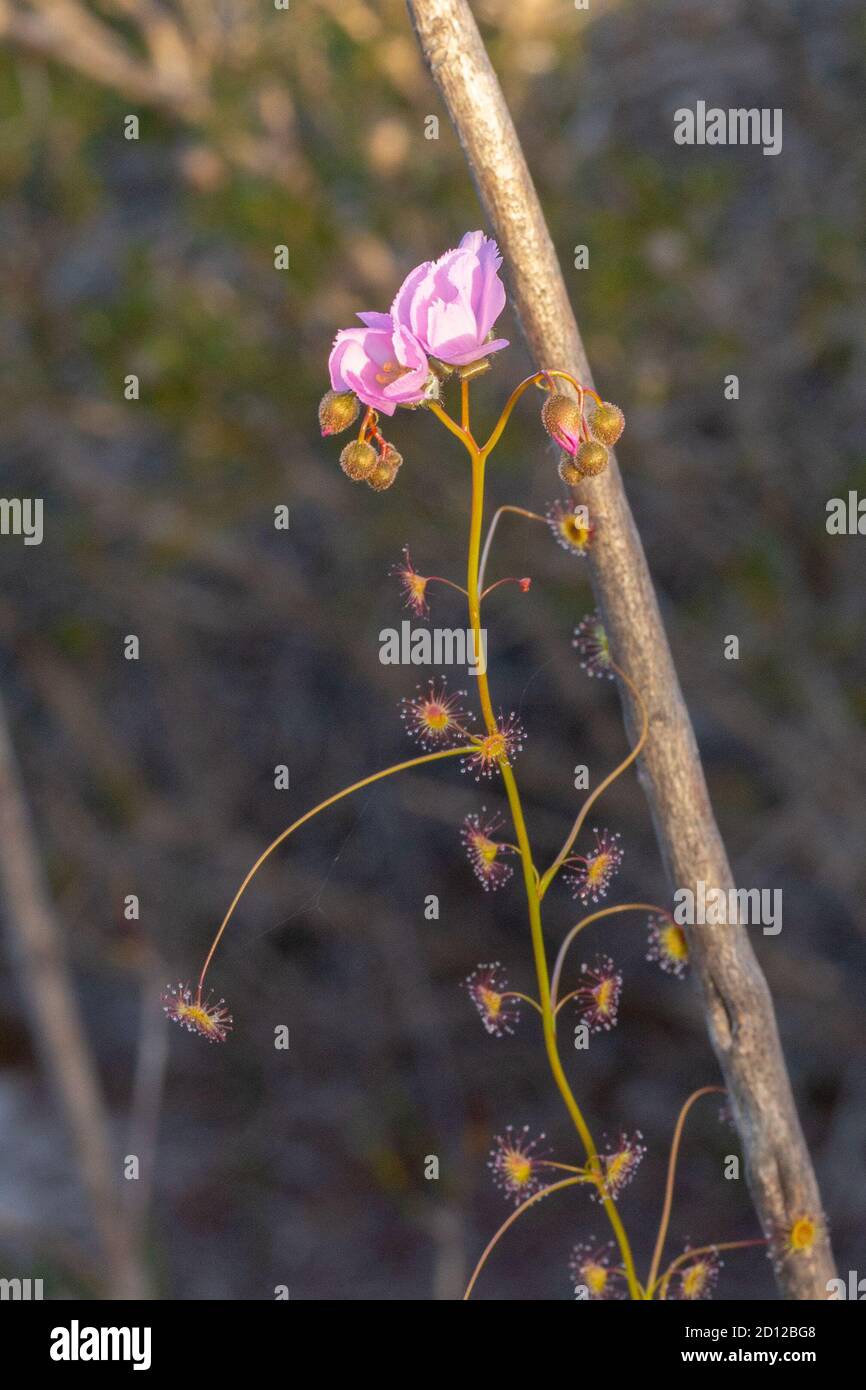 Drosera drummondii in der Nähe von Chittering, Westaustralien Stockfoto