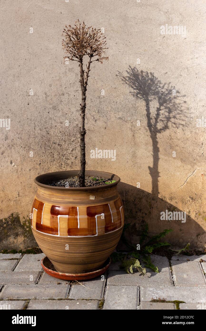 Eine Vase mit einem verwelkten Baum und seinem Schatten an Die Wand Stockfoto