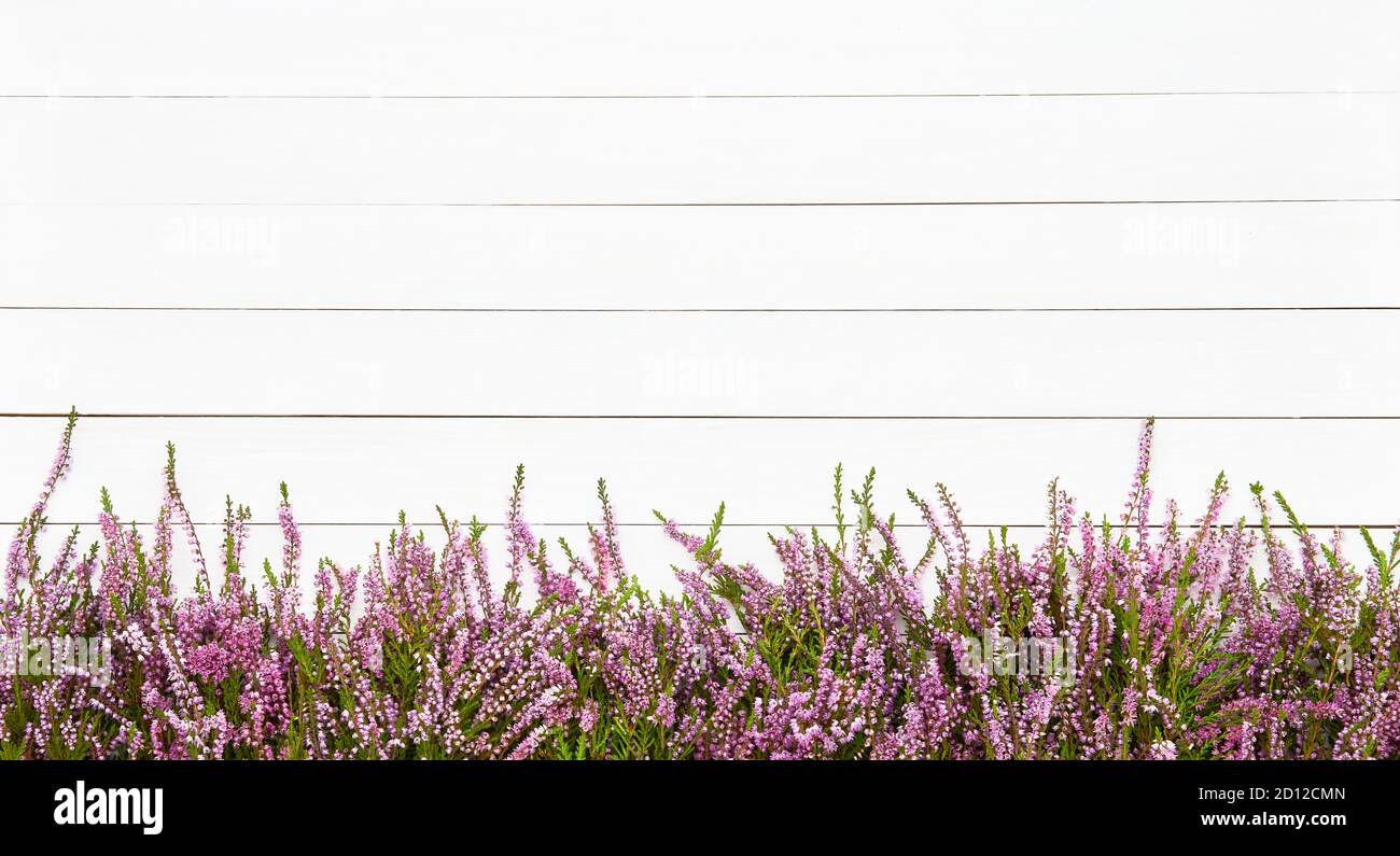 Pink Common Heather Blumen boder auf weißem Holzhintergrund. Platz kopieren, Draufsicht. Flach liegend, selektiver Fokus Stockfoto