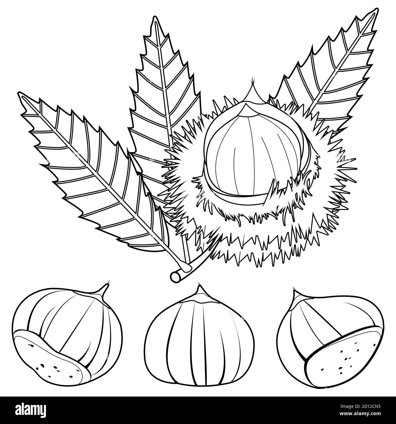 Edelkastanienpflanze und Frucht. Schwarz-Weiß-Malseite Stockfoto