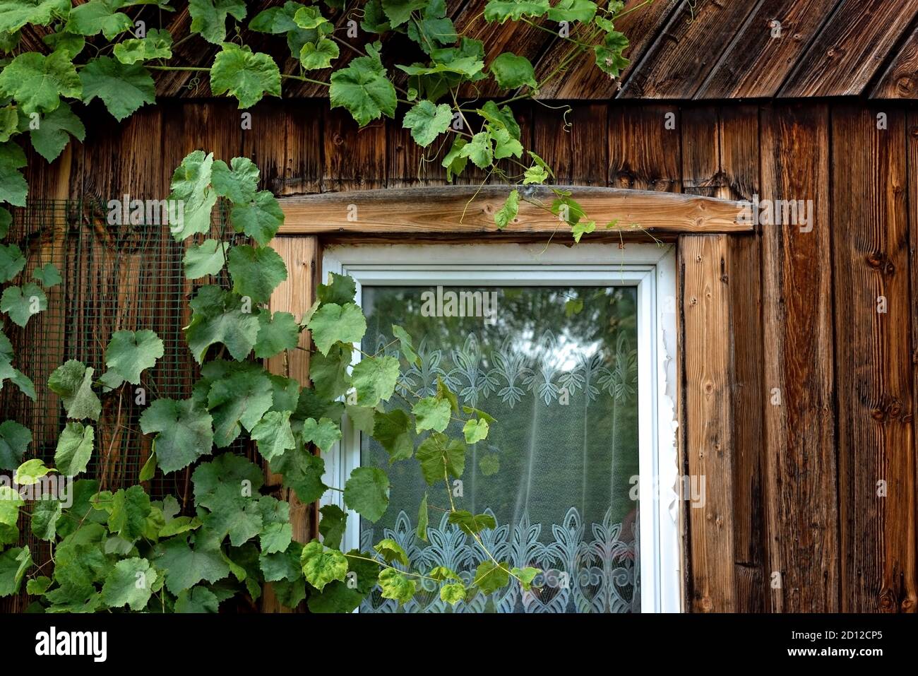 Altes haus von wilden Trauben im Herbst fallen. Stockfoto